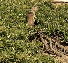 Otospermophilus beecheyi