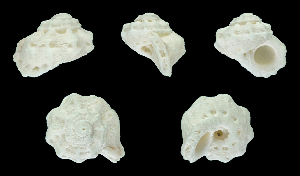 Large Liotia