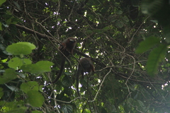 Plecturocebus discolor