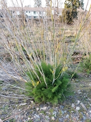 Foeniculum vulgare