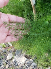 Foeniculum vulgare