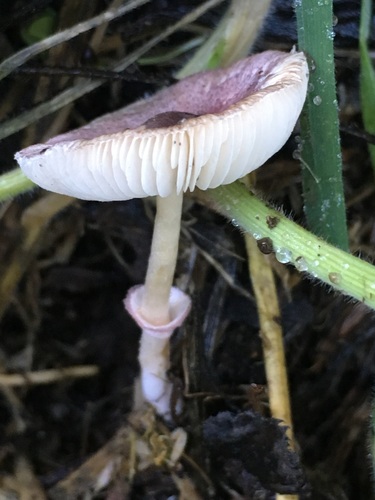 Lepiota roseolivida image