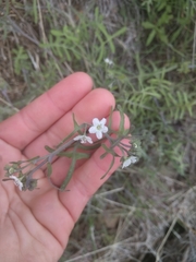 Pholistoma membranaceum