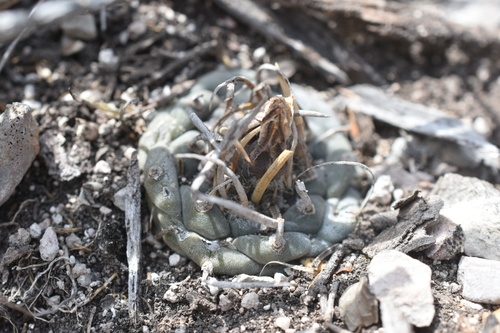 Turbinicarpus schmiedickeanus