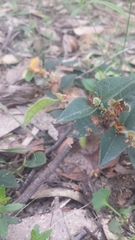 Platylobium reflexum