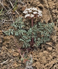 Lomatium canbyi