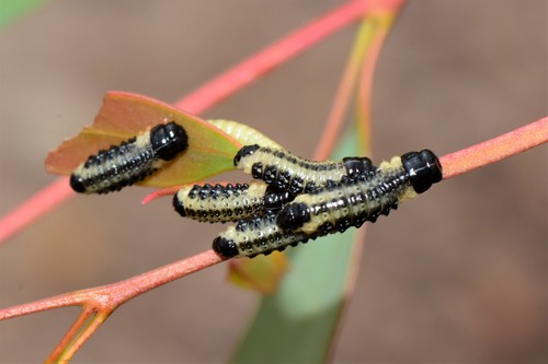 Dotted Paropsine Leaf Beetle