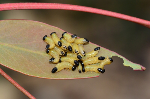 Dotted Paropsine Leaf Beetle