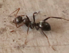 Formica gnava