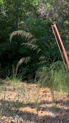 Austrostipa ramosissima