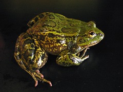 Lithobates megapoda