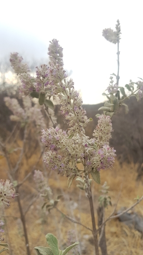 Hyptis albida
