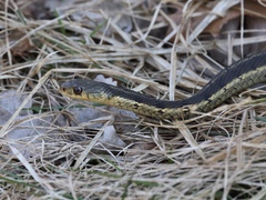 Thamnophis sirtalis