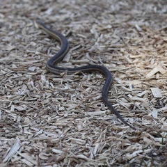 Thamnophis sirtalis