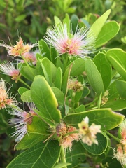 Pithecellobium keyense