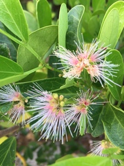 Pithecellobium keyense