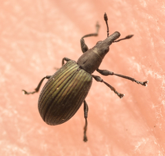 Perapion hydrolapathi