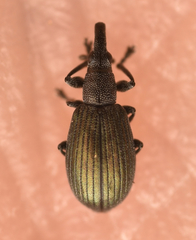 Perapion hydrolapathi