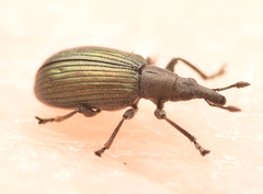 Perapion hydrolapathi