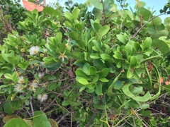 Pithecellobium keyense