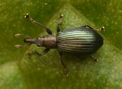 Perapion hydrolapathi