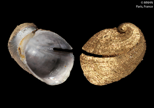 Superfamilia Lepetodriloidea · NaturaLista Colombia