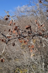 Wimmeria microphylla