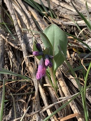 Mertensia longiflora