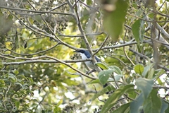 Melanotis hypoleucus