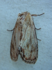Hupodonta corticalis