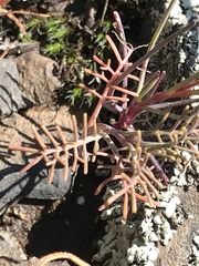 Streptanthus diversifolius