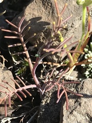 Streptanthus diversifolius