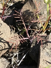 Streptanthus diversifolius