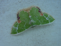 Comibaena nigromacularia