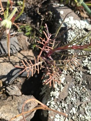 Streptanthus diversifolius