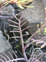 Streptanthus diversifolius