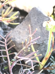 Streptanthus diversifolius