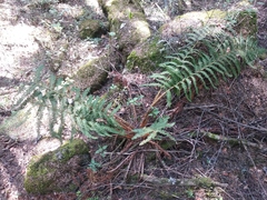 Polystichum speciosissimum