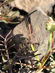 Streptanthus diversifolius