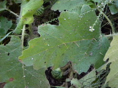 Solanum myriacanthum