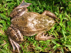 Lithobates megapoda