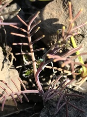 Streptanthus diversifolius