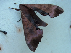 Marumba echephron