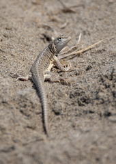 Microlophus thoracicus