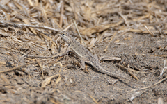 Microlophus thoracicus