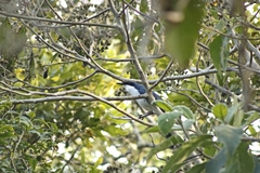 Melanotis hypoleucus