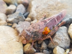 Leprus