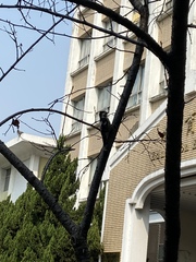 Yungipicus canicapillus