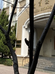 Yungipicus canicapillus