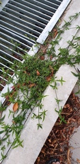 Magnoliopsida